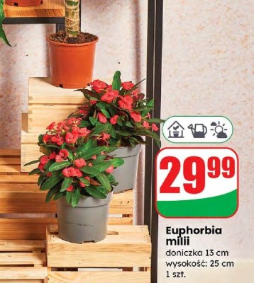 Euphorbia milii doniczka 13 cm promocja w Dino