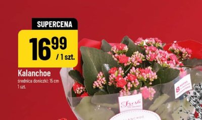 Kalanchoe promocja w POLOmarket