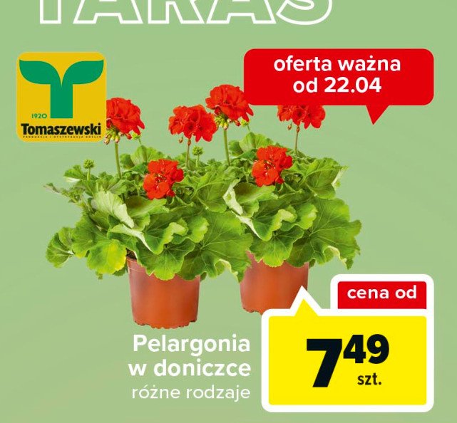 Pelargonia Tomaszewski promocje