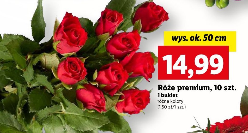 Róże premium 50 cm promocja w Lidl