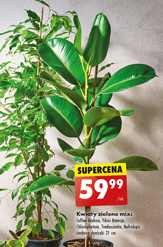 Tradescantia promocja