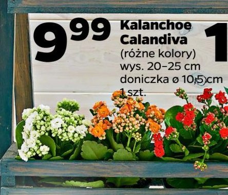 Kalanchoe calandiva śr. 10.5 cm promocja