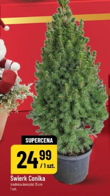Świerk Conica promocja w POLOmarket