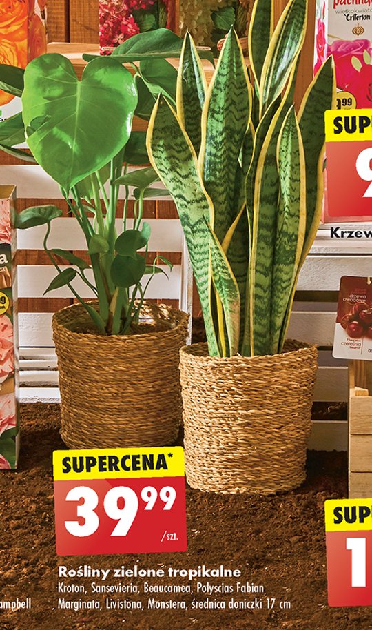 Beaucamea promocja