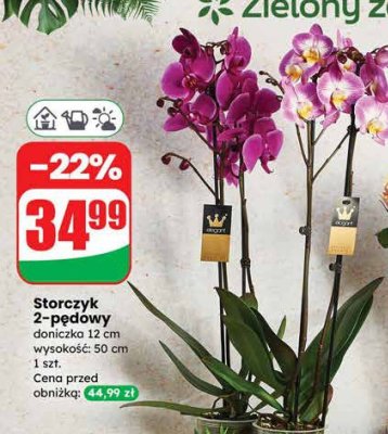 Storczyk 2-pędowy doniczka 12cm wysokość 50cm promocja w Dino