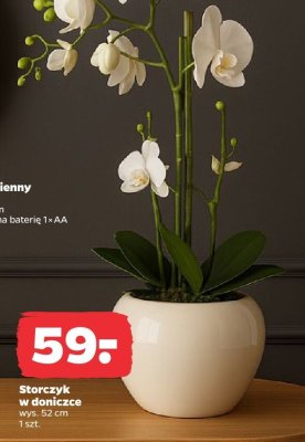 Storczyk w doniczce promocja w Netto