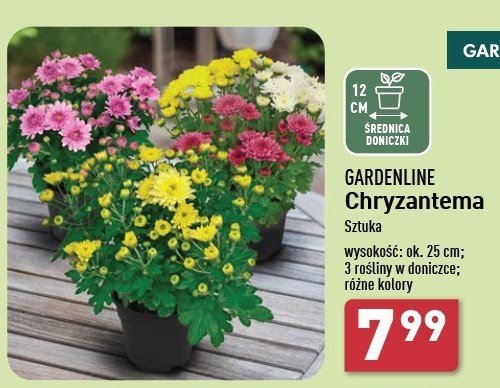 Chryzantemy don. 12 cm Garden feelings promocja