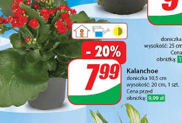 Kalanchoe doniczka 10.5 cm promocja