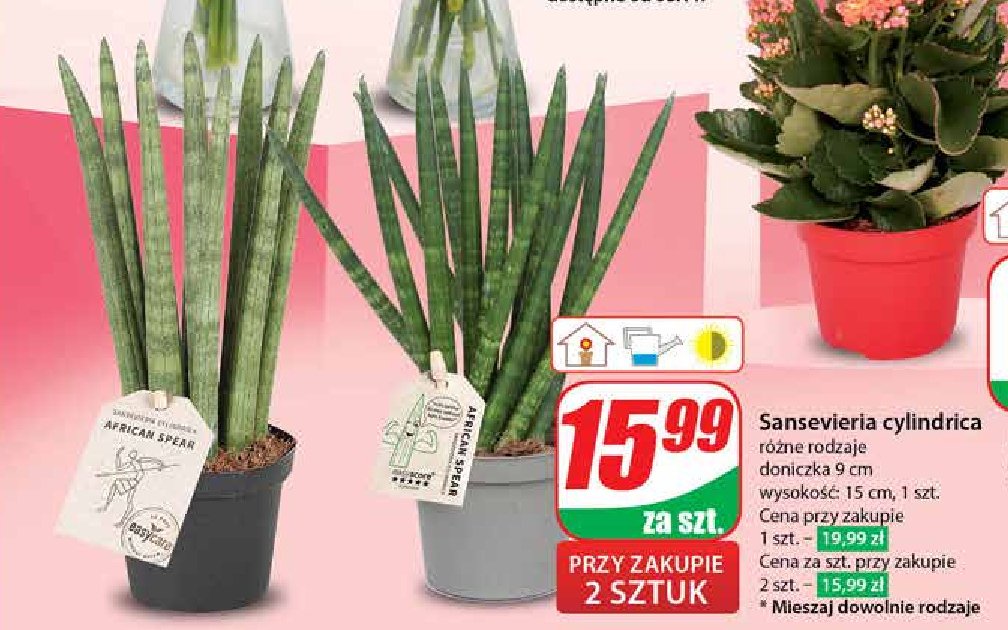 Sansevieria cylindrica 9 cm promocja