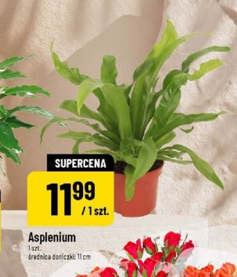 Roślina Asplenium promocja w POLOmarket