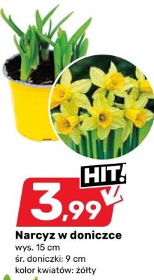 Narcyz w doniczce żółty promocja w Bricomarche