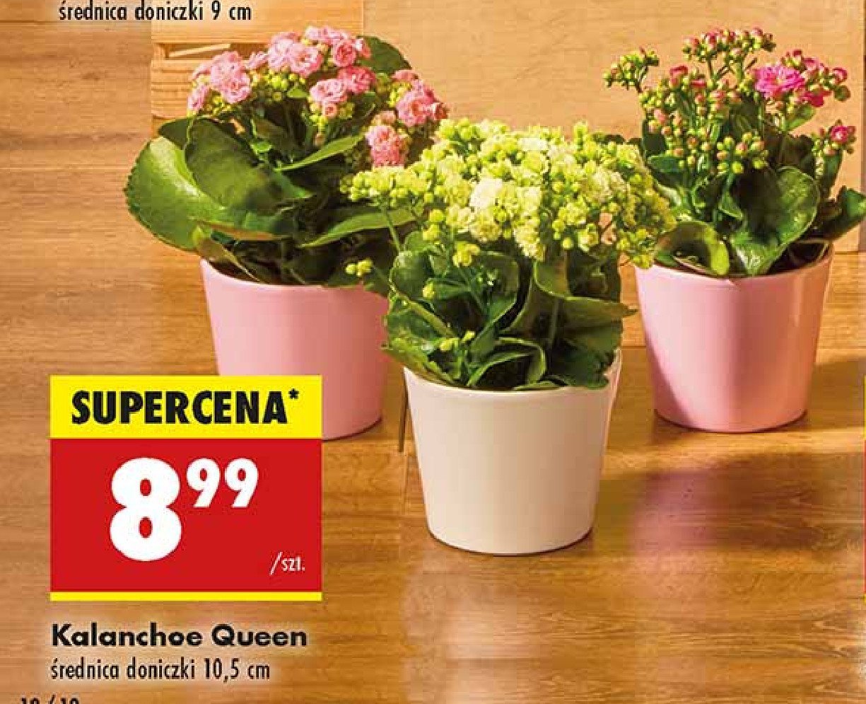 Kalanchoe queen 10.5 cm doniczka promocja