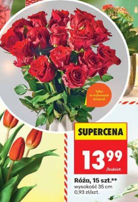 Róża, 15 szt., wysokość 35 cm promocja w Biedronka