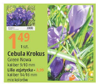 Lilia azjatycka 16 mm Green nowa promocja