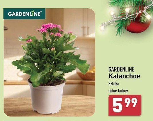 Kalanchoe w doniczce 10.5 cm promocja