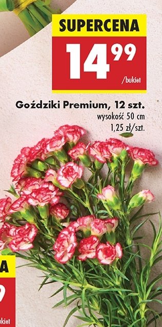 Goździki premium 50 cm promocja w Biedronka