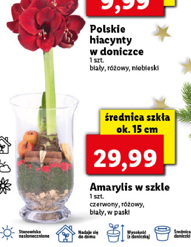 Amarylis w szkle promocja