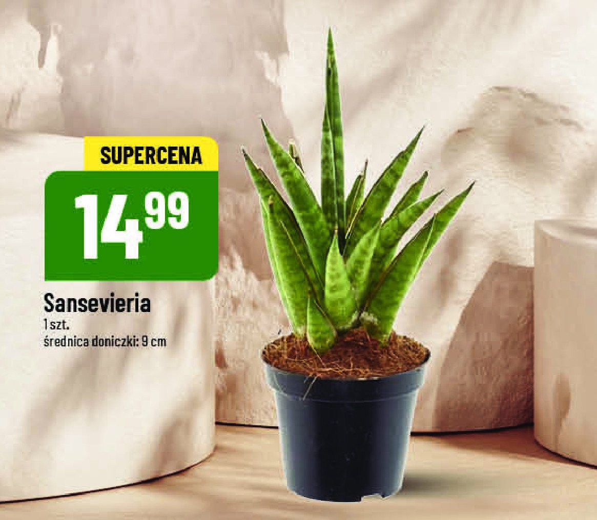 Sansevieria promocja