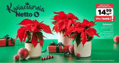 Poinsecja wys. 33-38 cm doniczka ⌀ 12 cm promocja w Netto
