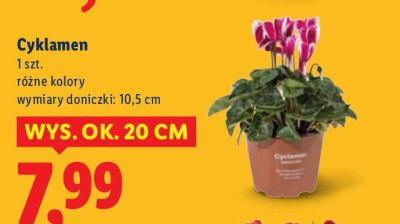 Cyklamen, różne kolory promocja w Lidl