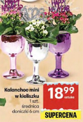 Kalanchoe mini w kieliszku promocja w Delikatesy Centrum
