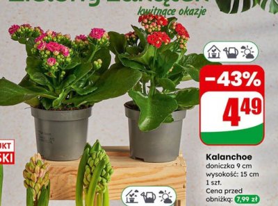 Kalanchoe doniczka 9 cm  promocja w Dino