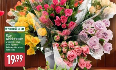 Róże wielokwiatowe różne kolory promocja w Aldi