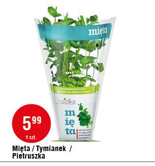 Mięta Baziółka promocja