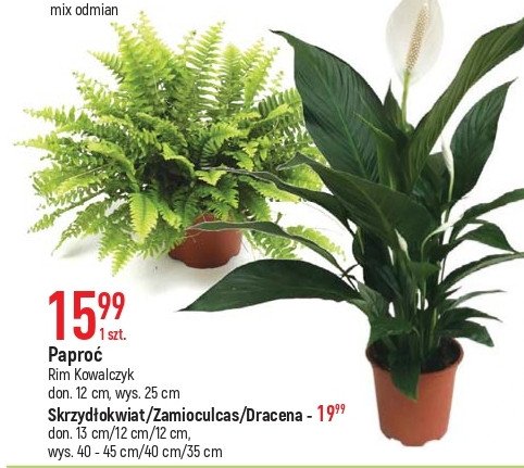 Skrzydłokwiat don. 13 cm Rim kowalczyk promocja