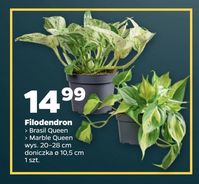 Filodendron marble queen promocja