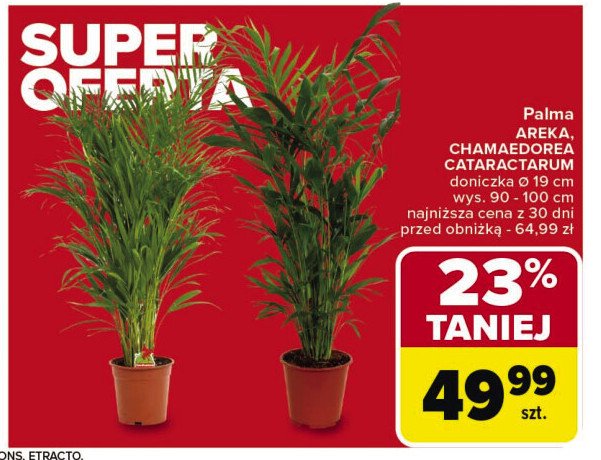 Palma areka don. 19 cm promocja