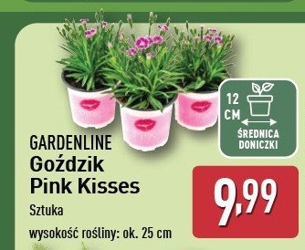 Goździk pink kisses promocja w Aldi