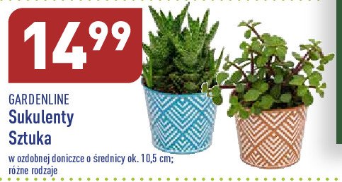 Sukulenty 10.5 cm GARDEN LINE promocja