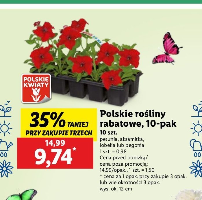Begonia promocja