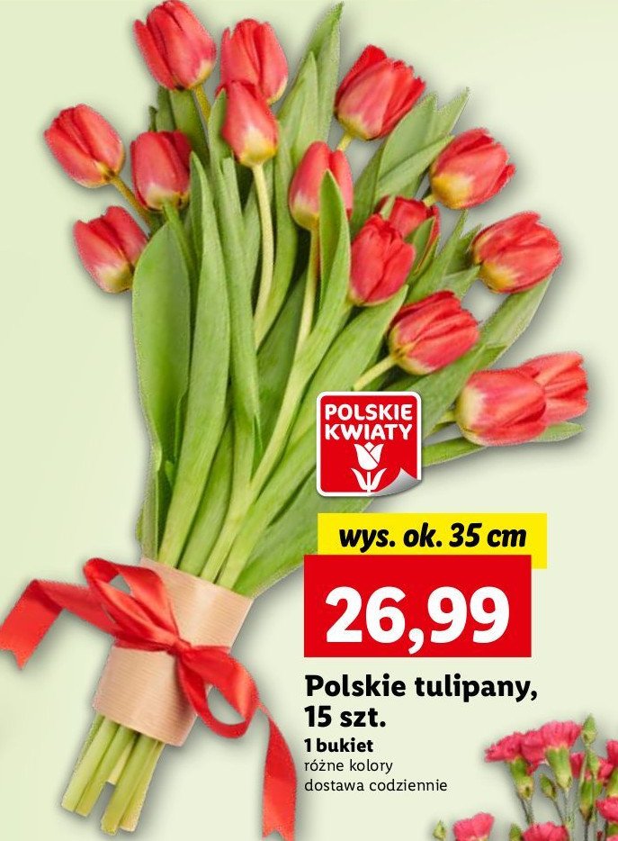 Tulipany polskie 35 cm promocja w Lidl
