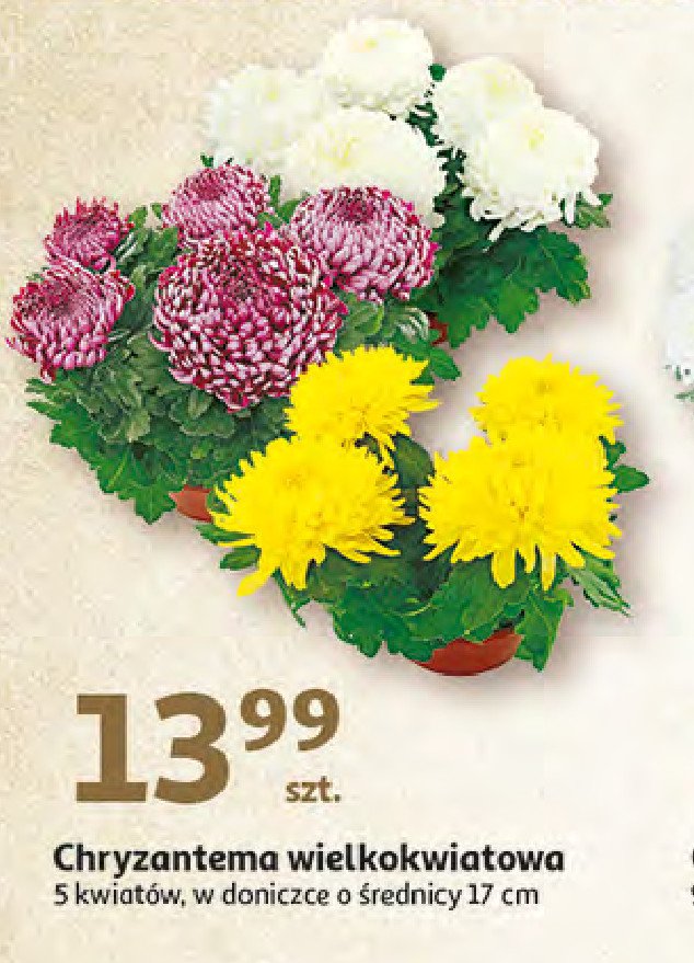 Chryzantema wielokwiatowa 17 cm promocja