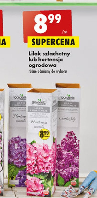 Lilak Gardenic yard promocja