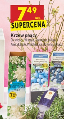 Krzew pn膮cy - hortensja pn膮ca promocja