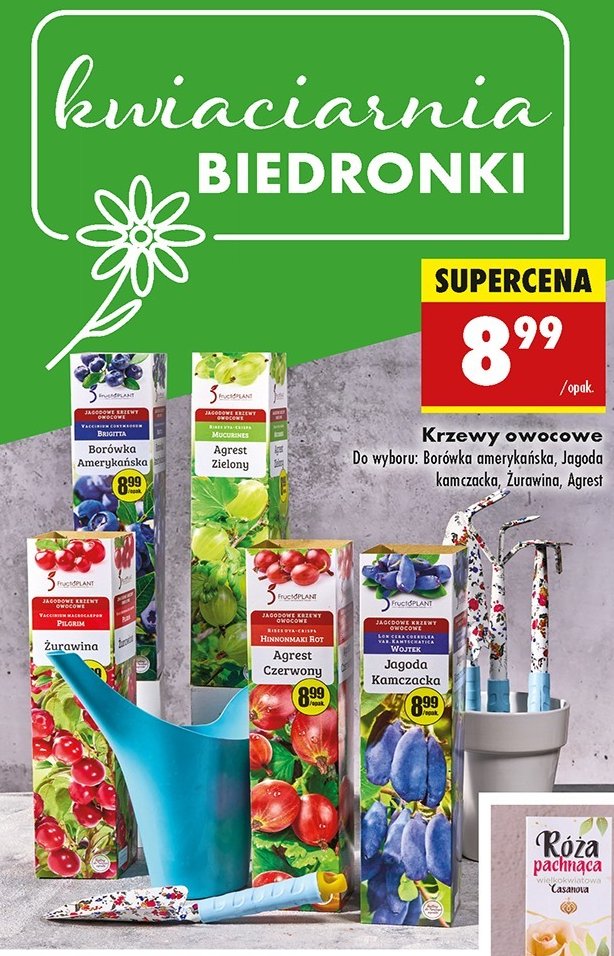 Borówka amerykańska FRUCTOPLANT promocja w Biedronka