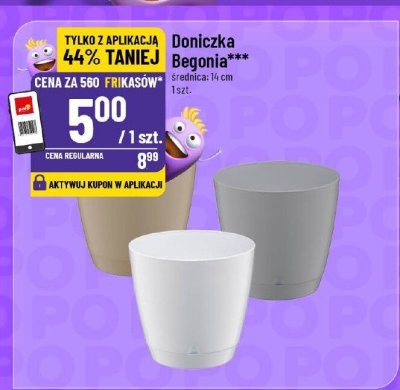 Doniczka Begonia 14 cm promocja w POLOmarket