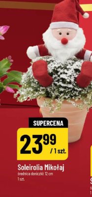 Soleirolia Mikołaj promocja w POLOmarket