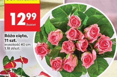 Róża cięta bukiet 11 szt. promocja w Biedronka