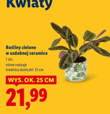Rośliny zielone w ozdobnej ceramice promocja w Lidl