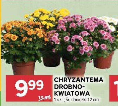Chryzantema drobnokwiatowa promocja w Stokrotka