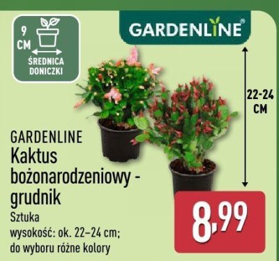 Kaktus bożonarodzeniowy - grudnik promocja w Aldi