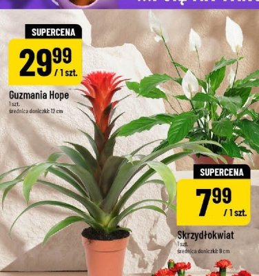 Skrzydłokwiat promocja w POLOmarket