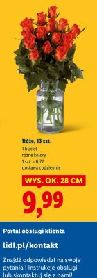 Róże promocja w Lidl