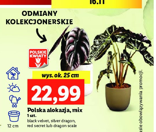 Alokazja black velvet 25 cm promocja