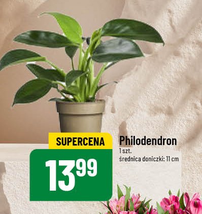 Philodendron promocja