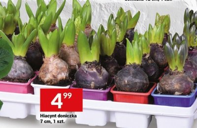 Hiacynt doniczka 7 cm, 1 szt. promocja w Twój Market